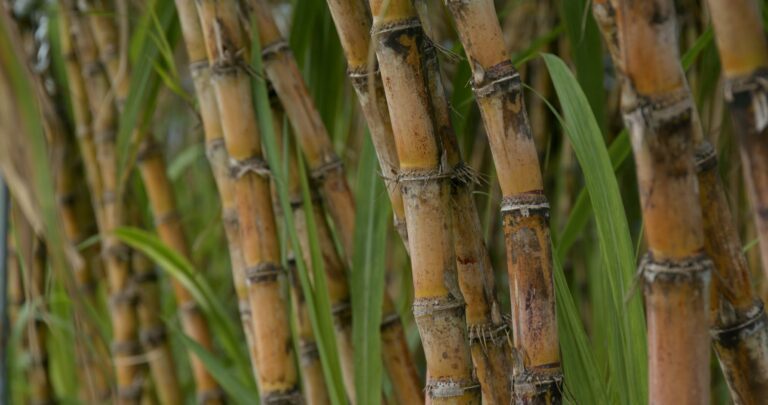 Sugar cane farm