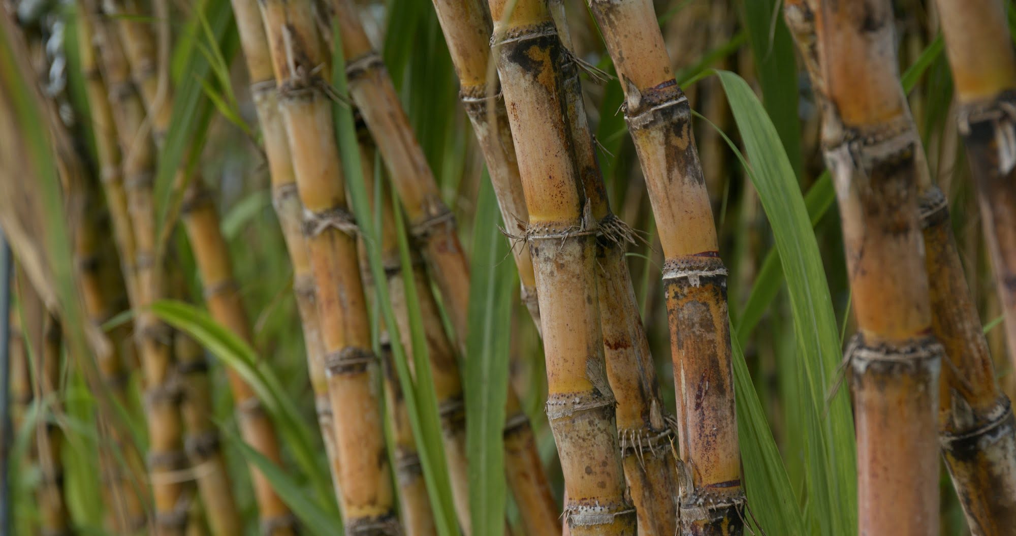 Sugar cane farm