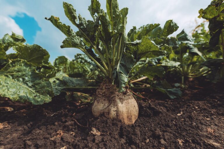 Sugar beet root crop in ground